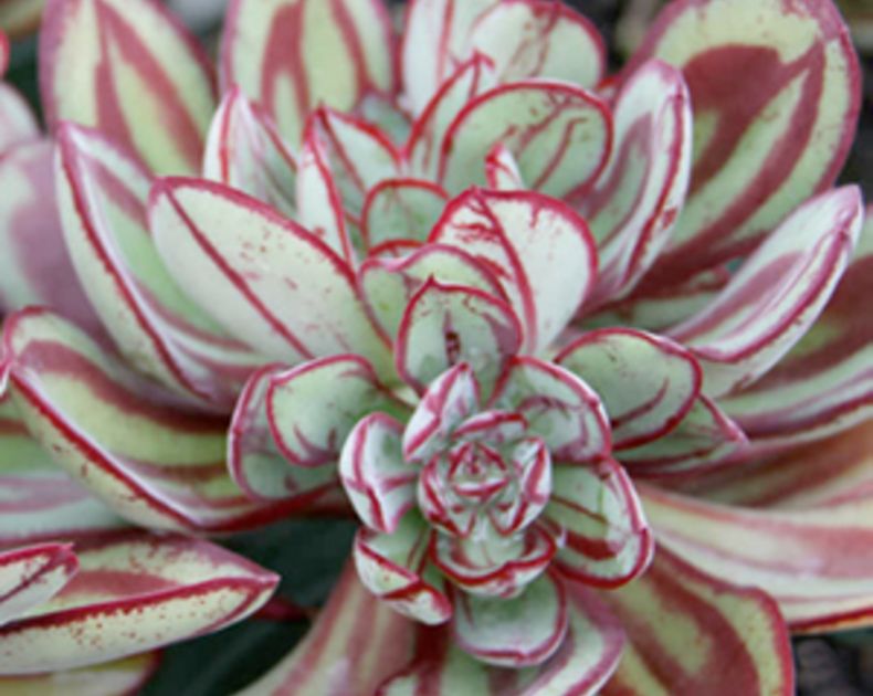 Peperomia <br> Obtusifolia Green