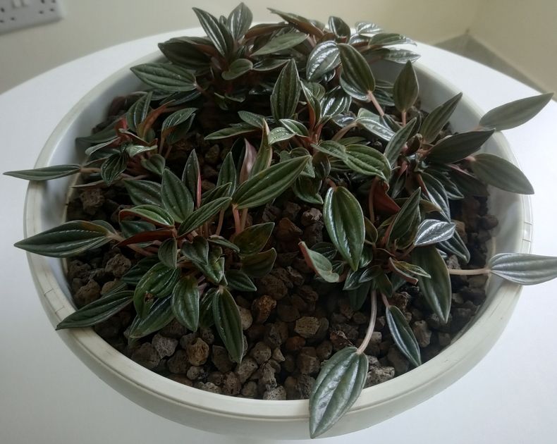 Peperomia <br> Emerald Pepper