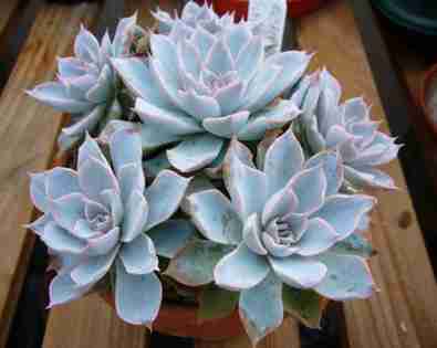 Echeveria <br> Peaccockii