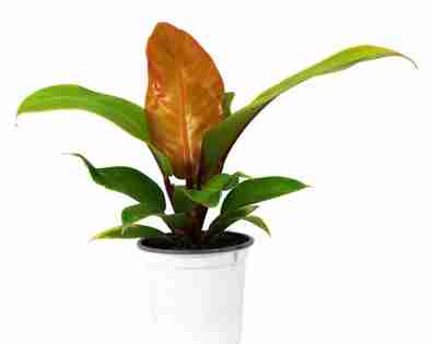 Philodendron <br> Tropic Sunrise