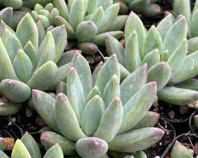 Echeveria <br> Hookeri