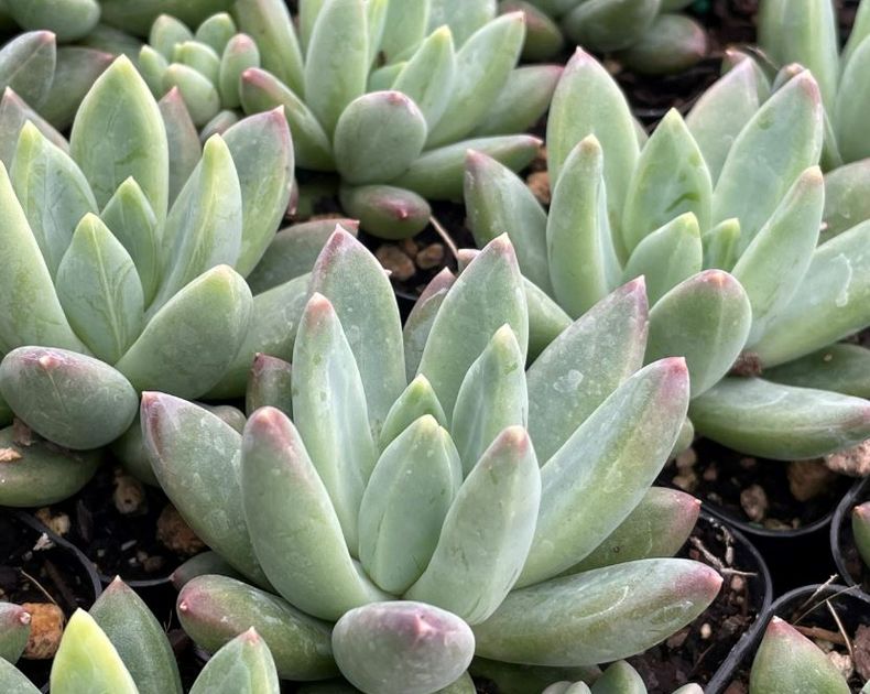 Echeveria <br> Hookeri