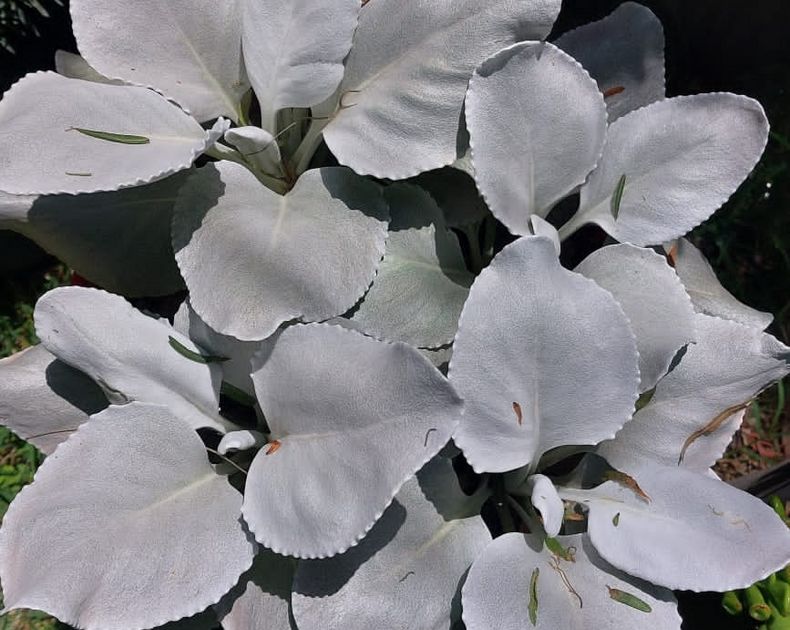 Senecio <br> Angel Wings