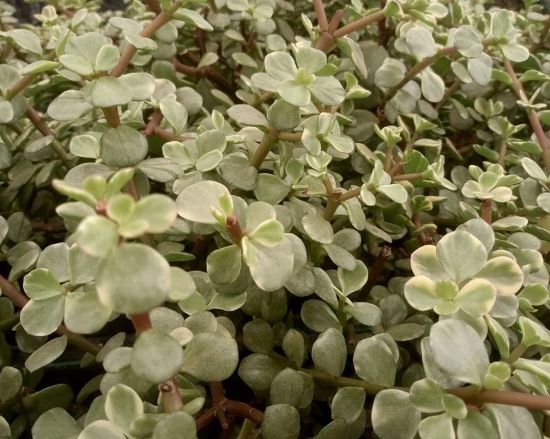 Portulacaria <br> Afra variegata