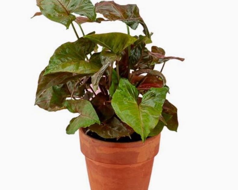 Syngonium <br> Bronze