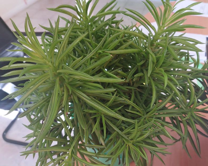 Peperomia <br> Mermaid Tresses