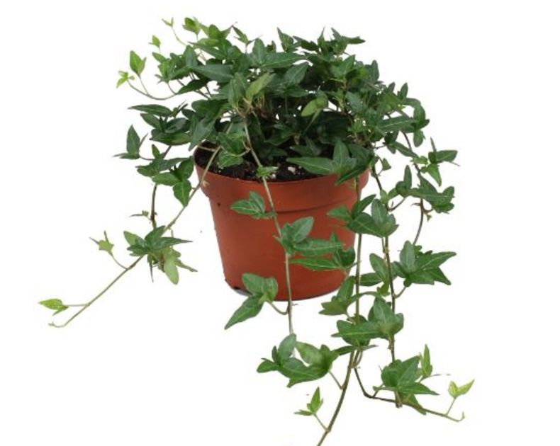 Hedera <br> Green Shamrock