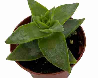 Crassula <br> Perforata