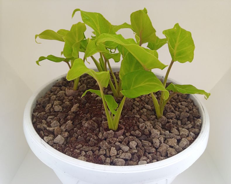 Philodendron <br> Xanadu Golden