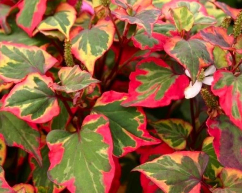 Houttuynia <br> Chameleon