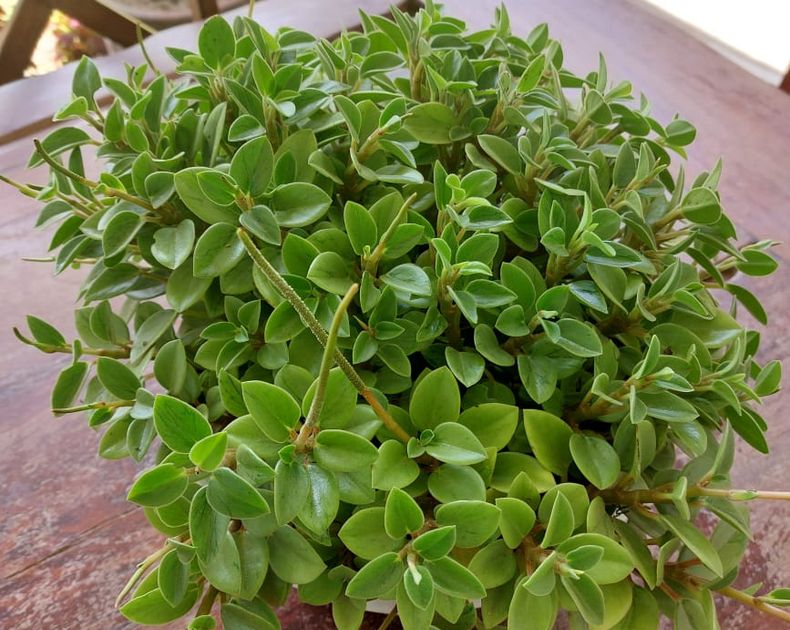 Peperomia <br> Orba Pixie Lime