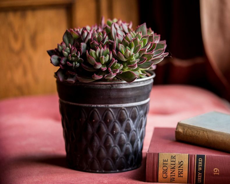 Echeveria <br> Devotion