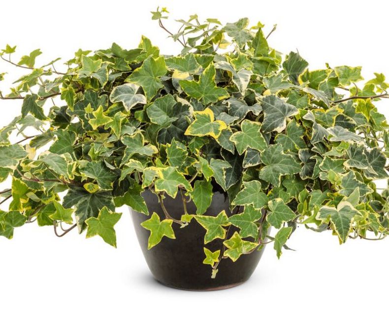 Hedera <br> Golden Child