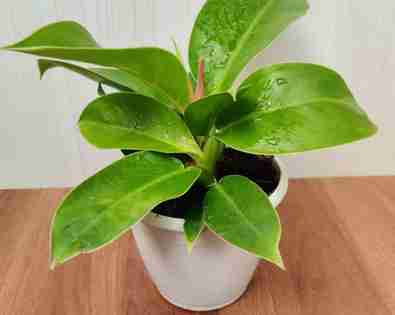 Philodendron <br> Moonshine