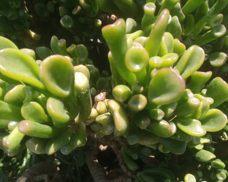 Crassula <br> Ovata Gollum