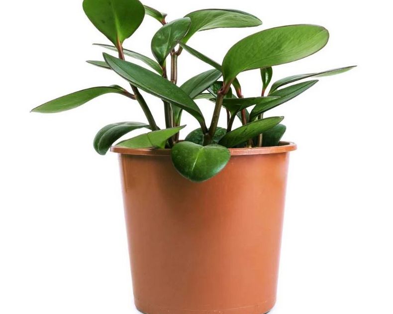 Peperomia <br> Clusiifolia Red Margin