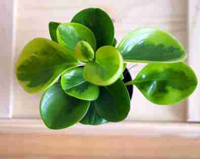 Peperomia <br> Obtusifolia Lemon Lime