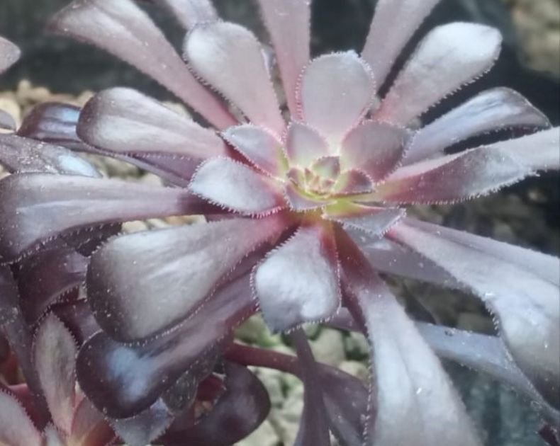 Aeonium Arboreum <br> Nigrum