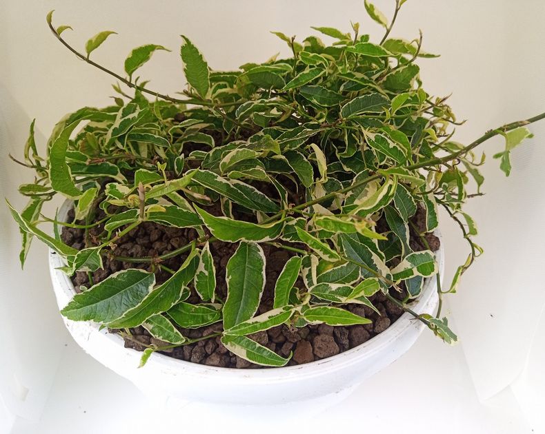 Ficus <br> Variagatta