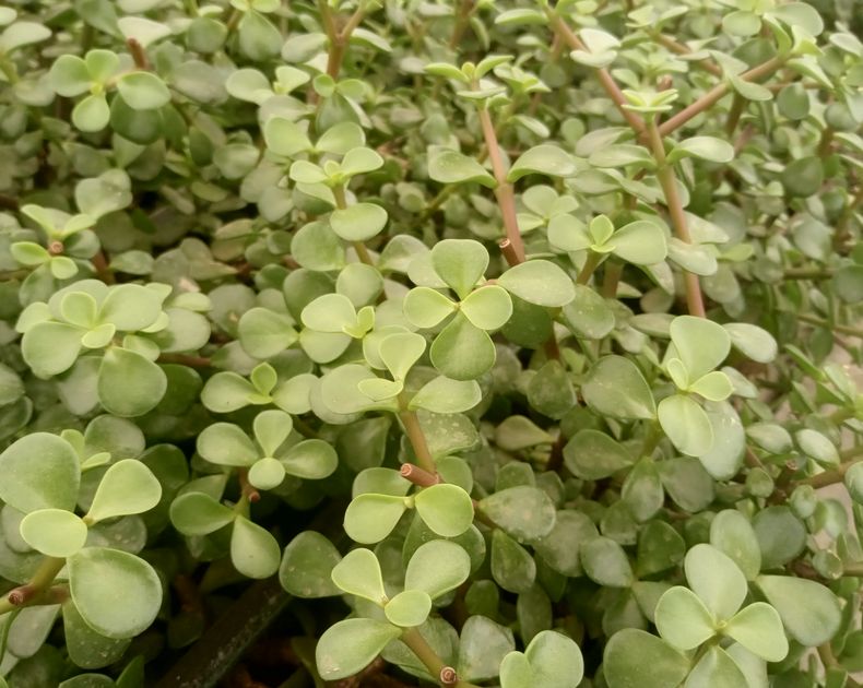 Portulacaria <br> Afra