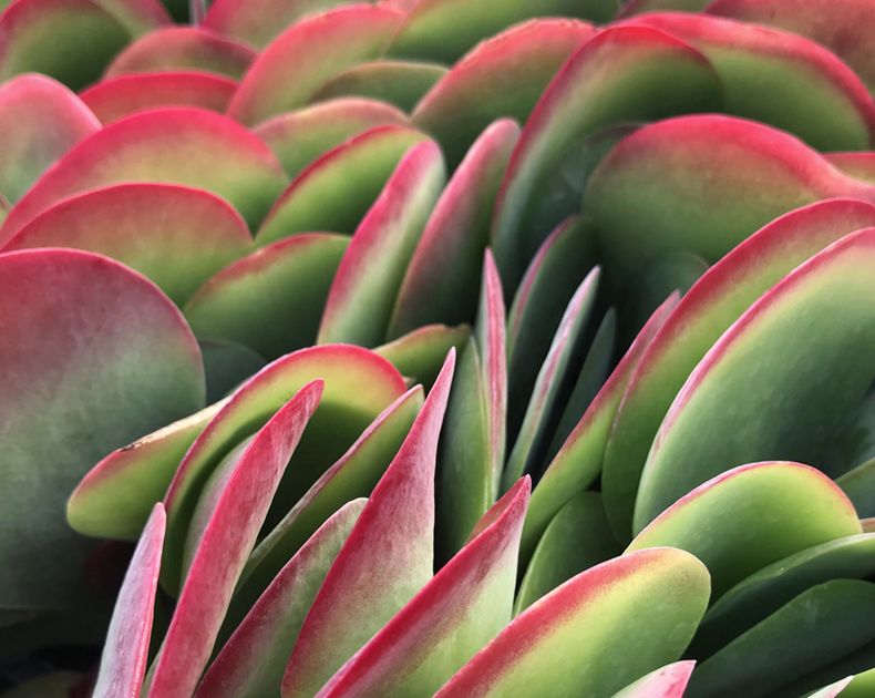 Syngonium <br> White Butterfly