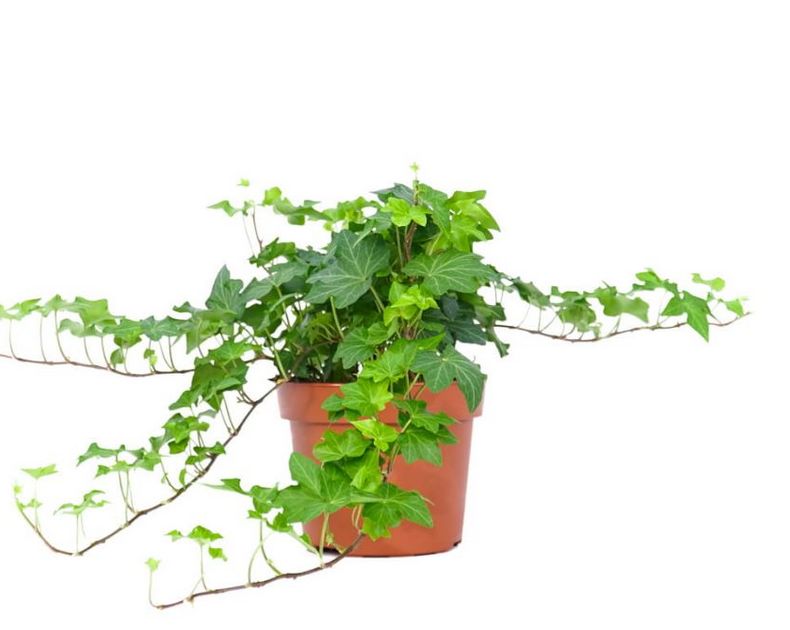 Hedera <br> Green Brigitte