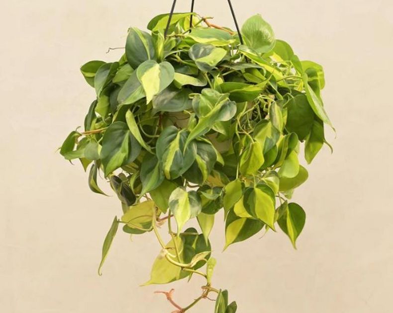Philodendron <br> Oxycardium Brazil