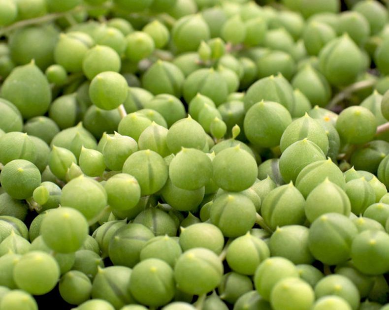 Senecio <br> Sea Pearls