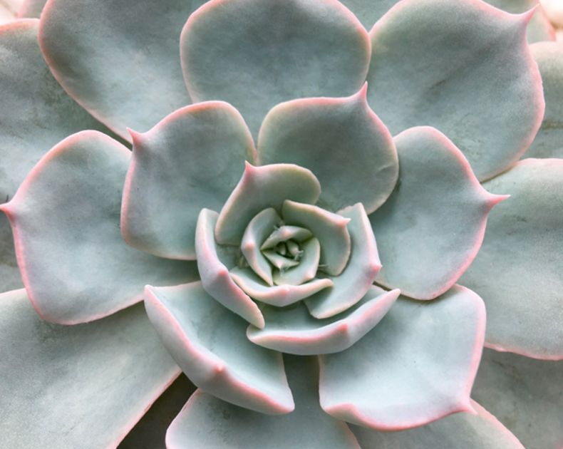 Peperomia <br> Orba Pixie Lime