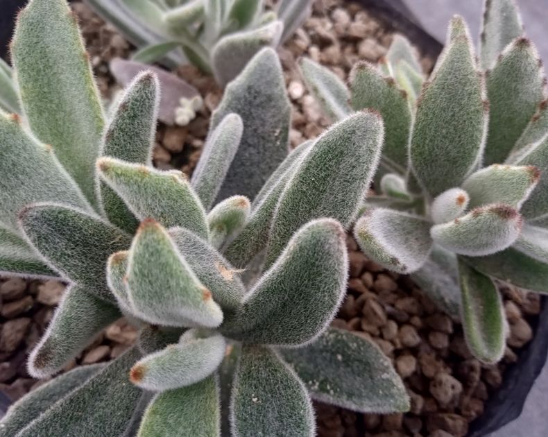 Kalanchoe <br> Tomentosa