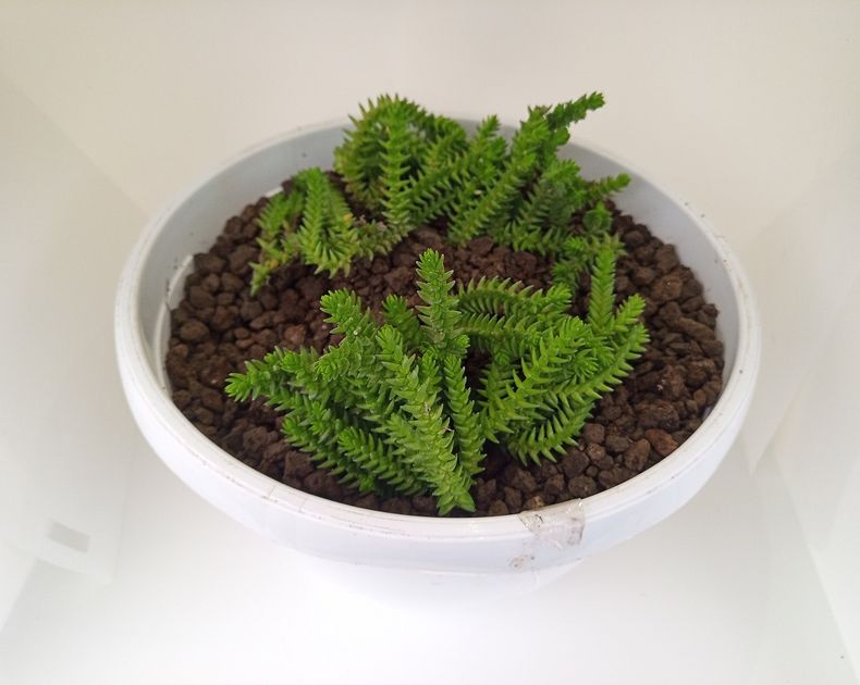 Crassula <br> Sally Sawtooth