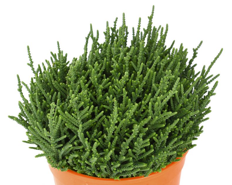 Crassula <br> Cosima