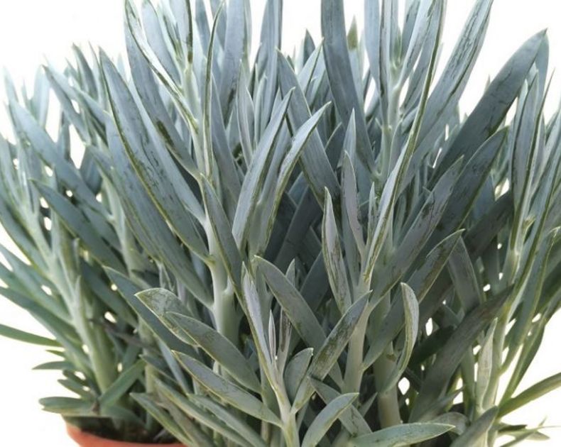 Senecio <br> Serpens Blue Chalksticks