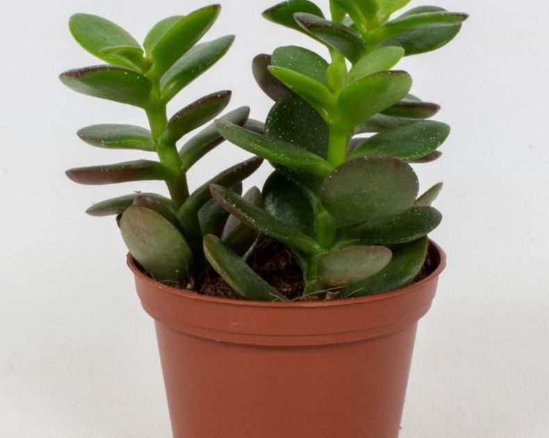 Crassula <br> Minor