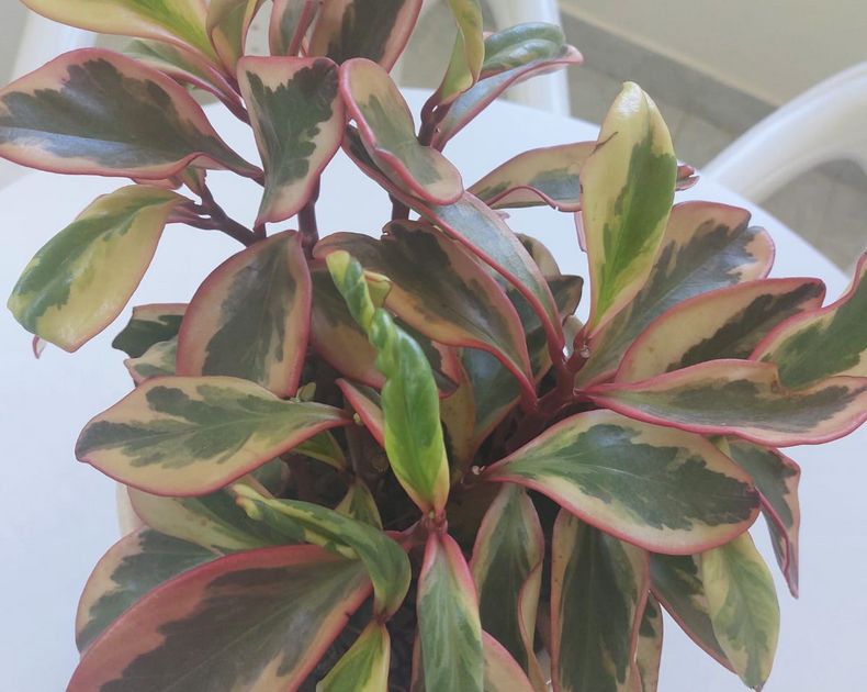 Peperomia <br> Clusiifolia Var