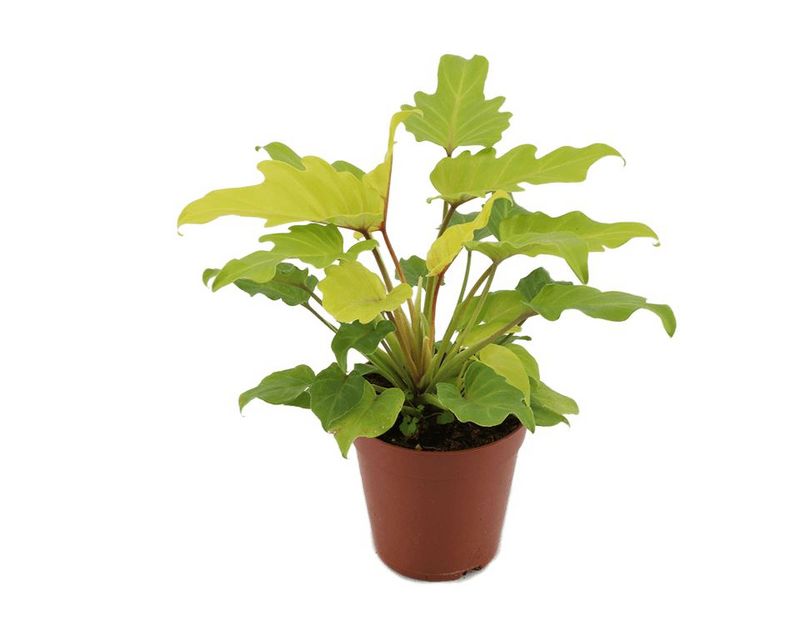 Philodendron <br> Xanadu Golden