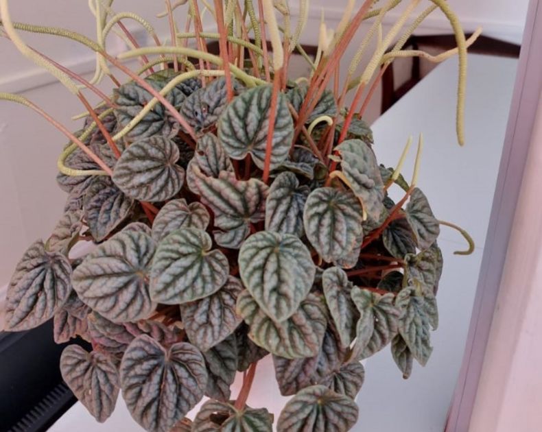 Peperomia <br> Caperata
