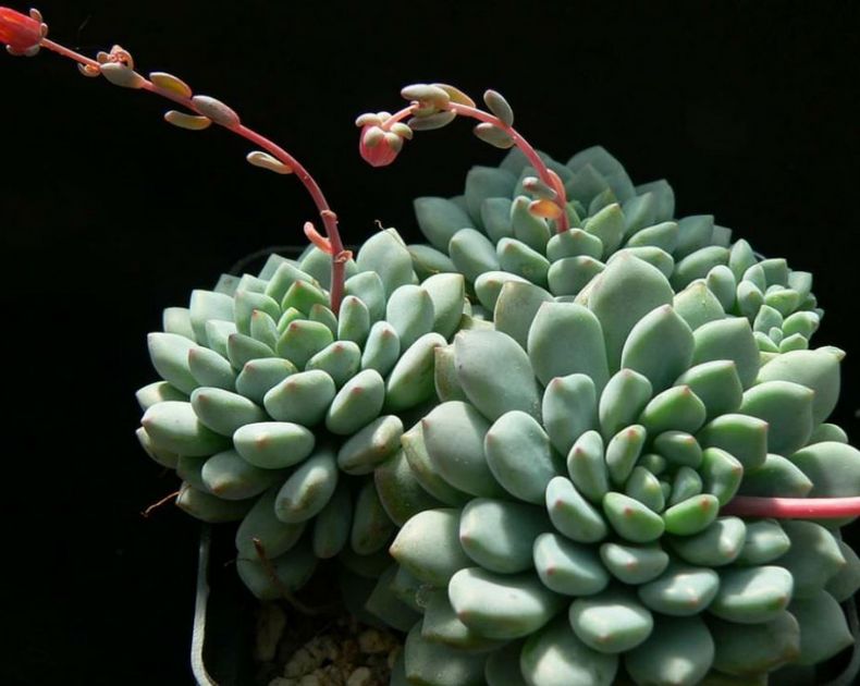 Echeveria <br> Amoena