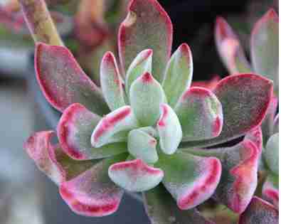 Echeveria <br> x Set Oliver