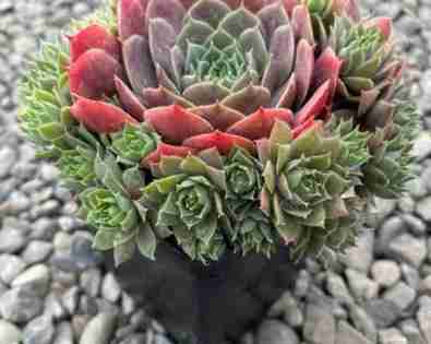 Sempervivum <br> Compte De Congae