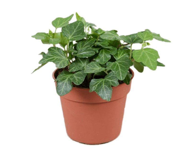 Hedera <br> Green mini Wonder