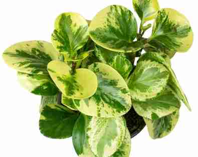 Peperomia <br> Obtusifolia Var