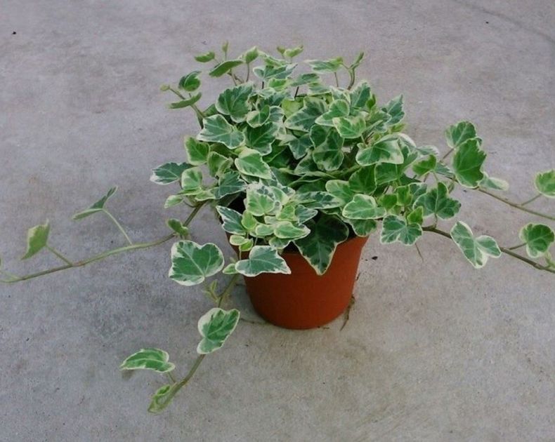 Hedera <br> Var White Wonder