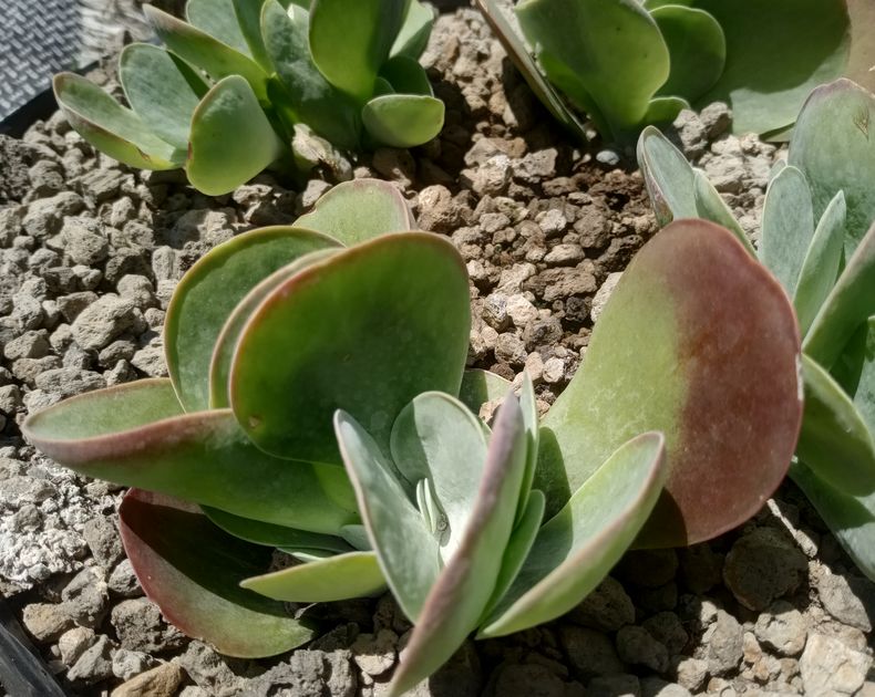 Kalanchoe <br> Thyrsiflora