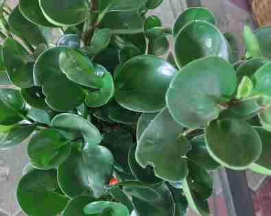 Peperomia <br> Obtusifolia Green