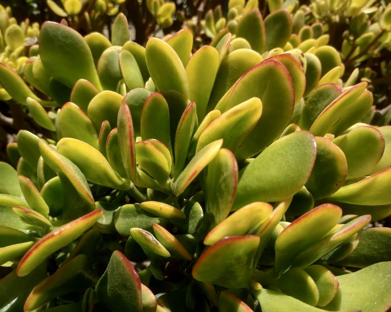 Crassula <br> Ovata Sunset