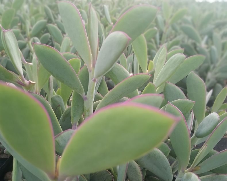 Senecio <br> Crassisimus