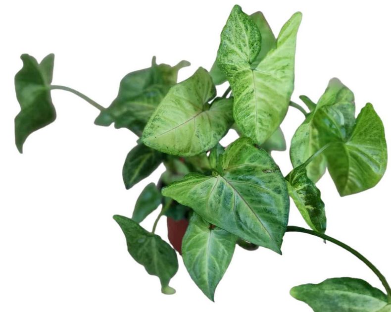 Syngonium <br> Novaka