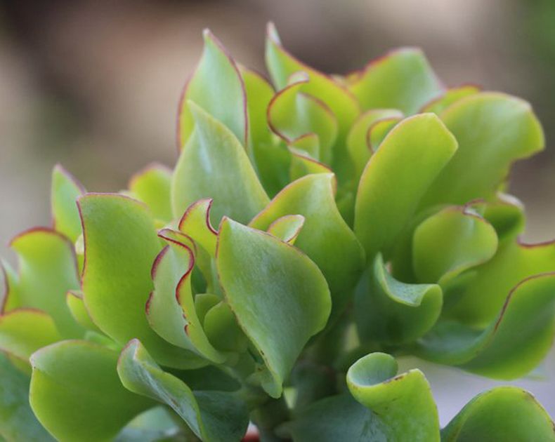 Crassula <br> Aborescens