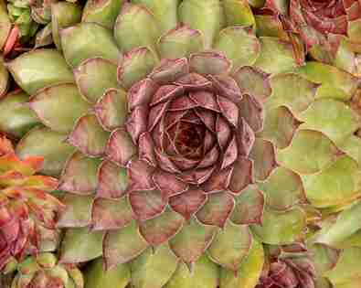 Sempervivum <br> Bronco